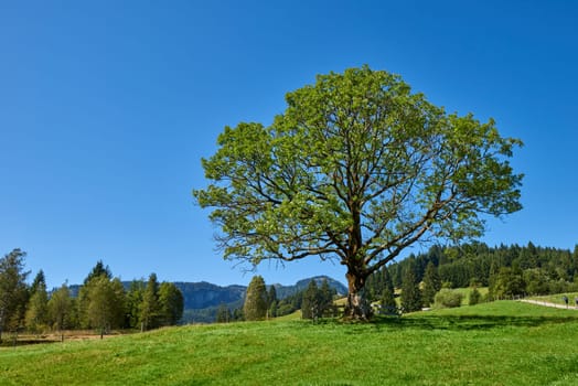 Alpine Symphony Unveiled: Summer Majesty in the Wilderness of Majestic Peaks. Summit Serenity Captured: Majestic Peaks and a Grand Tree in the Alpine Meadow. Mountain Vista Elegance Defined: A Grand Tree Gracing the Alpine Pasture Scene. Blue Skies Over Peaks Captured: Majestic Alpine Landscape in the Heart of Summer. Nature's Tapestry Revealed: A Lone Tree Amidst Alpine Meadows Beneath a Clear Sky