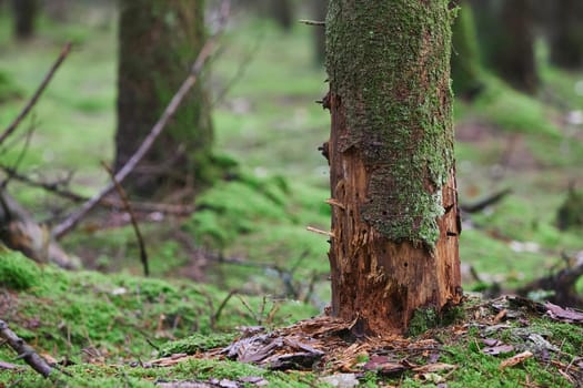 A tree killed by parasites in a forest in Denmark.