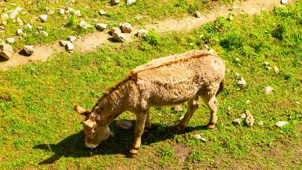 Donkey eating grass, Corsica Island, France