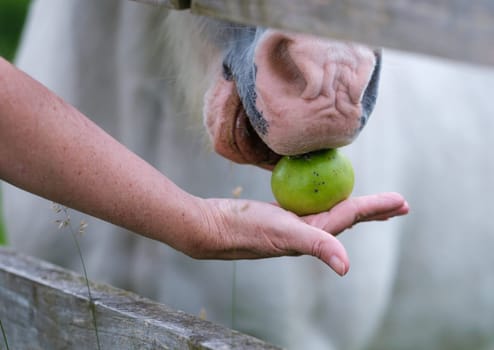 A Person Feeding An Apple To A Horse