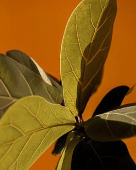 A close-up image showcasing the intricate vein patterns of green leaves, contrasted against a striking orange backdrop