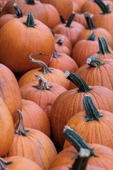 A Heap Of Pumpkins Ready For Purchase At A Market For Halloween