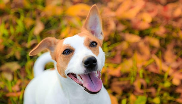 Portrait of a Jack Russell dog. The cute dog is young . photos for notebooks . a pet. High quality photo