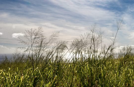 Grass against the Sea Scene Hawaii