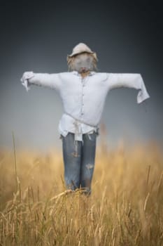 A Scarecrow In a Wheat Field On A Stormy Day With Shallow Depth of Focus