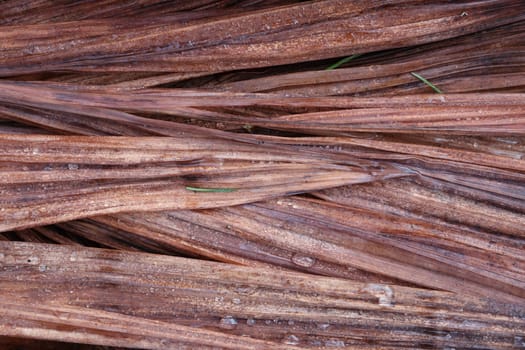 Abstract Background Texture Of Wet Dead Leaves In Winter