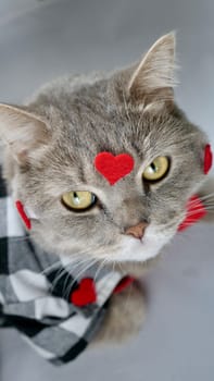 A cute gray cat scottish straight is wearing a chirt with red heart patterns and a red bowtie on February 14 for Valentine's Day. The pet is lying down on surface white background