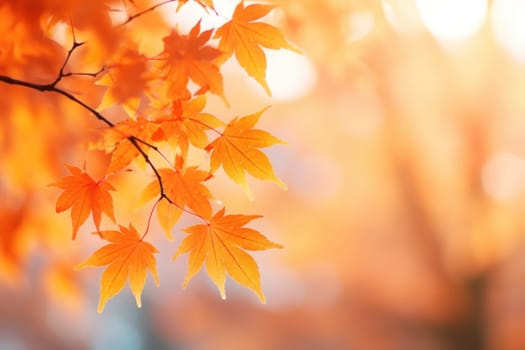 Beautiful autumn season leaf sunlight.