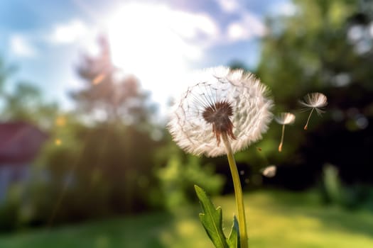 Dandelion in the wind on blue sky.