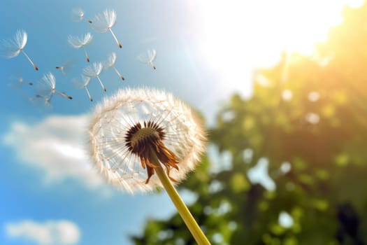 Dandelion in the wind on blue sky.