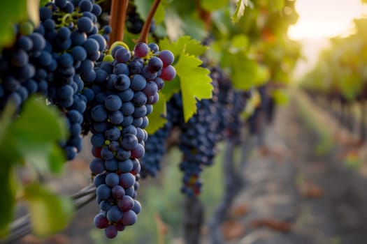 a bunch of grapes hanging from a vine in a vineyard. generative ai.