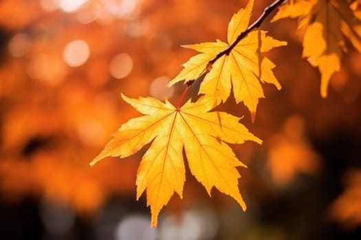 Beautiful autumn season leaf sunlight.