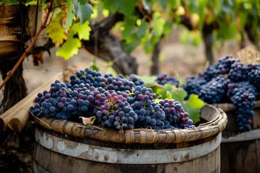 a bunch of grapes hanging from a vine in a vineyard. generative ai.