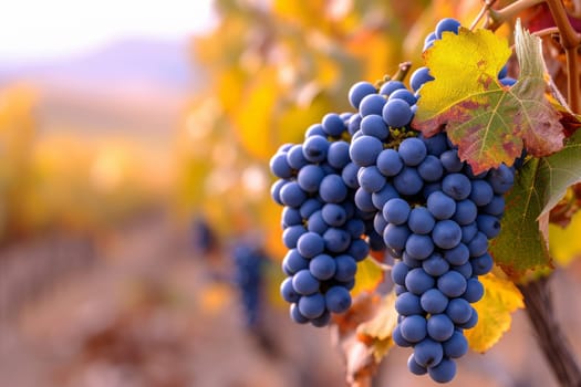 a bunch of grapes hanging from a vine in a vineyard. generative ai.
