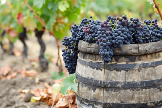 a bunch of grapes hanging from a vine in a vineyard. generative ai.