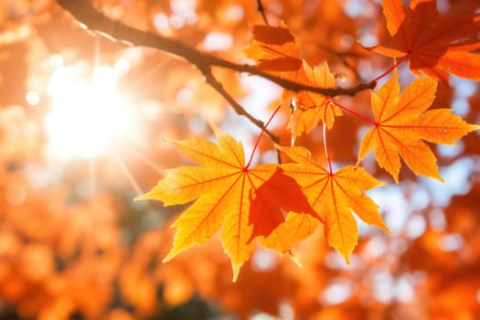 Beautiful autumn season leaf sunlight.