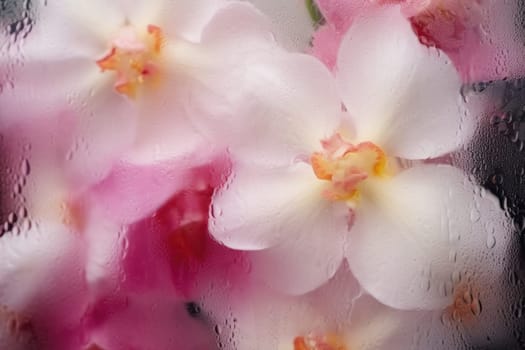 Background of blooming flowers in front of glass with water drops Stock Photo.