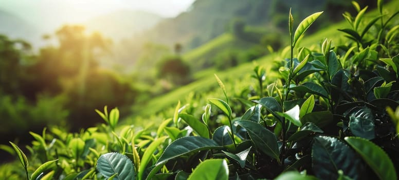 Close-up of vibrant green tea leaves in a sunlit plantation, with water droplets reflecting the soft morning light.
