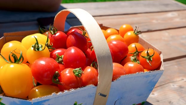 Red and yellow cherry tomatoes in basket picked up at farm. Bio tomatoes freshly picked