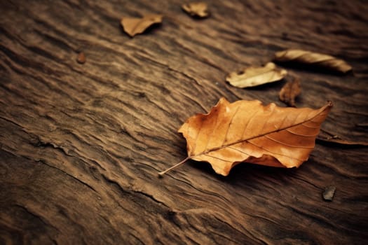 Beautiful autumn season leaf sunlight.