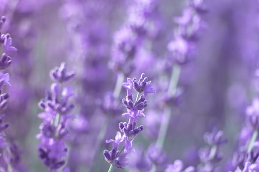 Lavender flower blooming scented fields in endless rows. Selective focus on Bushes of lavender purple aromatic flowers at lavender field. Abstract blur for background.