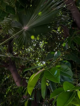 Ficus tree with young green leaves. Natural tropical tree background. High quality photo