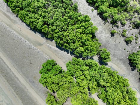 Green mangrove forest with morning sunlight. Mangrove ecosystem. Natural carbon sinks. Mangroves capture CO2 from the atmosphere. Blue carbon ecosystems. Mangroves absorb carbon dioxide emissions.