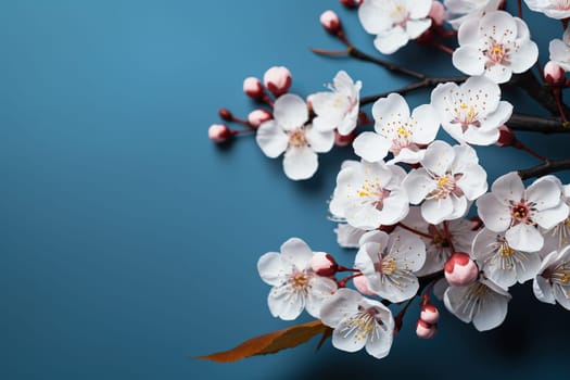 Blooming branch of sakura, cherry blossoms on a blue background. Spring background with place for text.