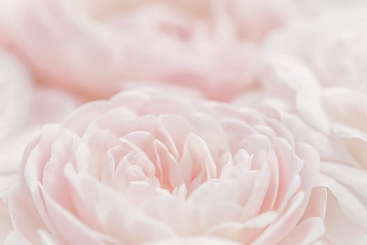 White rose flower petals. Macro flowers backdrop for holiday design. Abstract floral background. Soft focus.