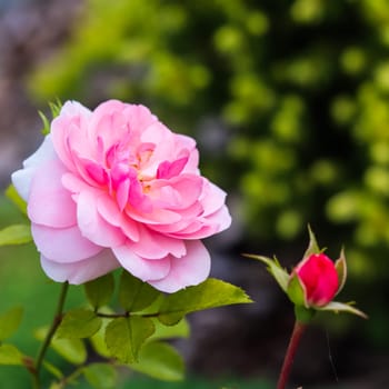 Soft pink rose Bonica with buds in the garden. Perfect for background of greeting cards for birthday, Valentine's Day and Mother's Day