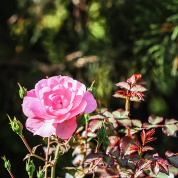 Soft pink rose Bonica with buds in the garden. Perfect for background of greeting cards for birthday, Valentine's Day and Mother's Day