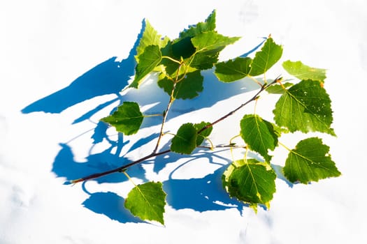 spring twig birch with green leaves on a white background. High quality photo