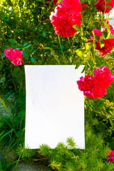 Beautiful flowers around blank white greeting card. bush garden of a bright pink rose with a bud opening. High quality photo