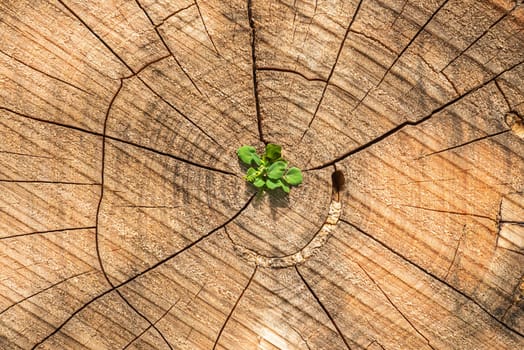 Plant growing in the middle of a cut tree stump