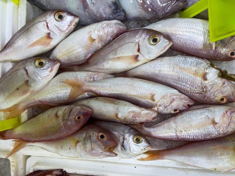 Close-up of fresh raw fish in ice on the counter at a fish market