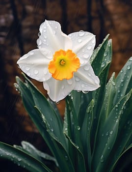 White daffodils in rain drops in a spring garden. The beauty of nature