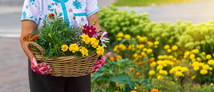 An elderly woman plants flowers in the garden. Selective focus. nature.