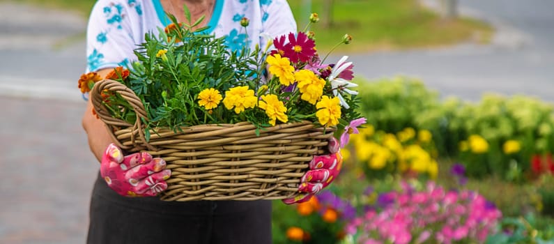 An elderly woman plants flowers in the garden. Selective focus. nature.