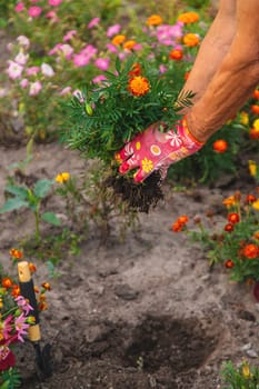 An elderly woman plants flowers in the garden. Selective focus. nature.