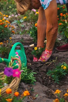 An elderly woman plants flowers in the garden. Selective focus. nature.