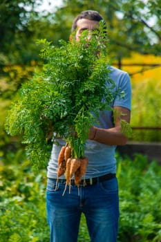 A farmer harvests carrots and beets in the garden. Selective focus. Food.