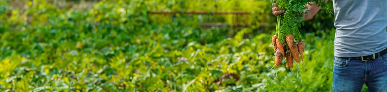 A farmer harvests carrots and beets in the garden. Selective focus. Food.