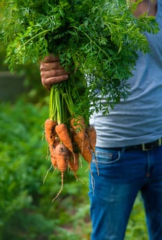 A farmer harvests carrots and beets in the garden. Selective focus. Food.