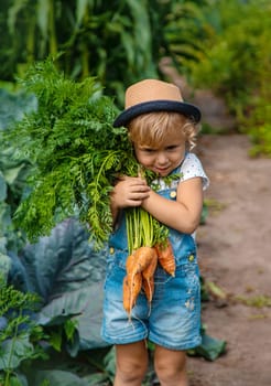 A child harvests carrots and beets in the garden. Selective focus. Nature.