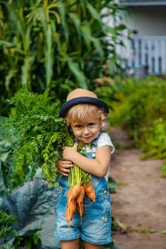 A child harvests carrots and beets in the garden. Selective focus. Nature.