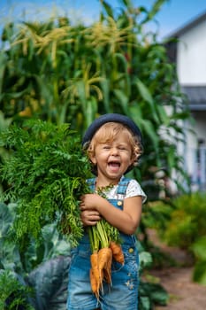 A child harvests carrots and beets in the garden. Selective focus. Nature.