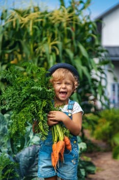 A child harvests carrots and beets in the garden. Selective focus. Nature.