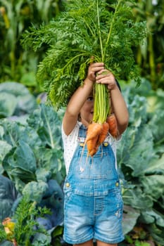 A child harvests carrots and beets in the garden. Selective focus. Nature.