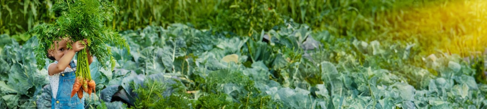 A child harvests carrots and beets in the garden. Selective focus. Nature.