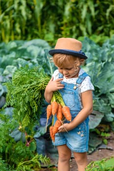 A child harvests carrots and beets in the garden. Selective focus. Nature.